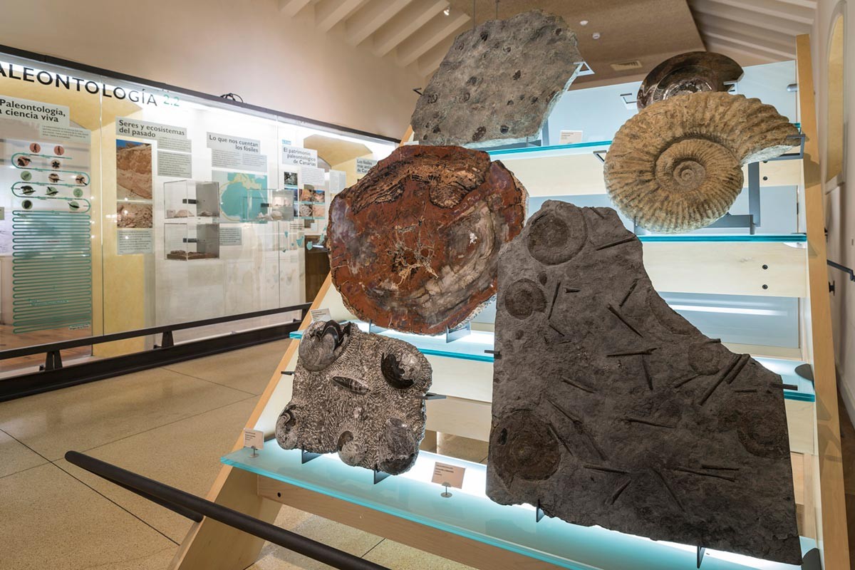 Fossilien des Museums MUNA während des Teide-Legend-Tour-Erlebnisses