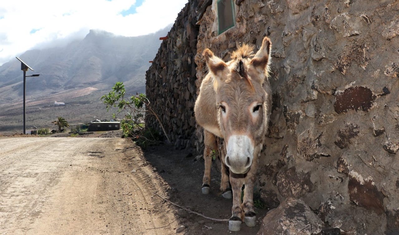 Il paesaggio di Fuerteventura con la sua diversità naturale, tra montagne e vegetazione