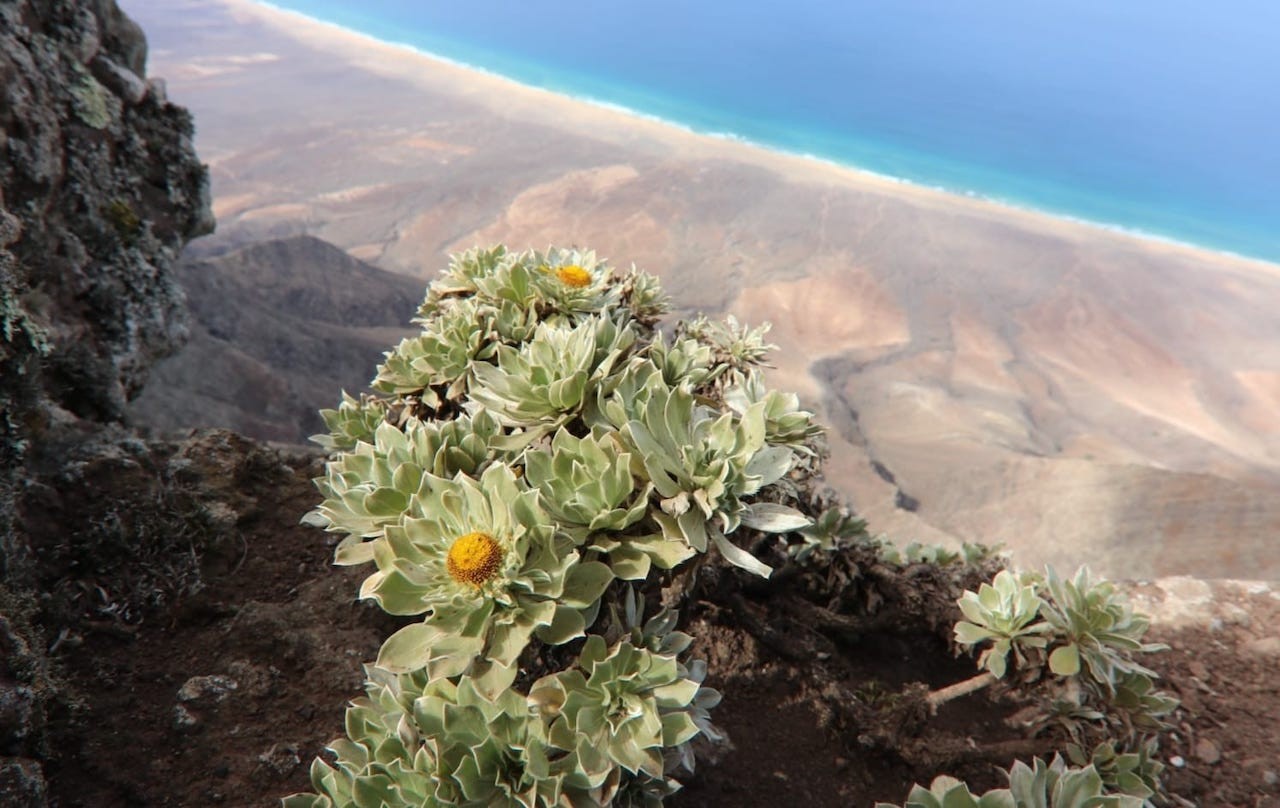 Fuerteventura’s landscape with its natural diversity, including mountains and vegetation Fuerteventura’s landscape with its natural diversity, including mountains and vegetation