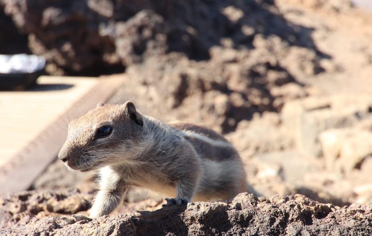 Fauna del nord di Fuerteventura, che mette in mostra la biodiversità dell’isola