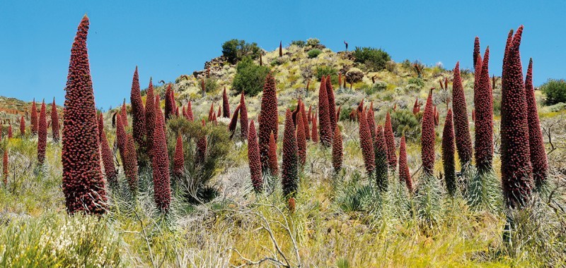 Bloeiende Tajinastes, een endemische soort van de Teide die te zien is tijdens de privé VIP Teide Tour Bloeiende Tajinastes, een endemische soort van de Teide die te zien is tijdens de privé VIP Teide Tour
