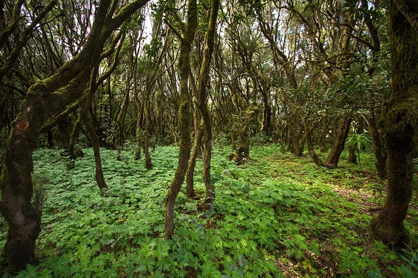 Laurel forest in La Gomera with the private VIP Tour